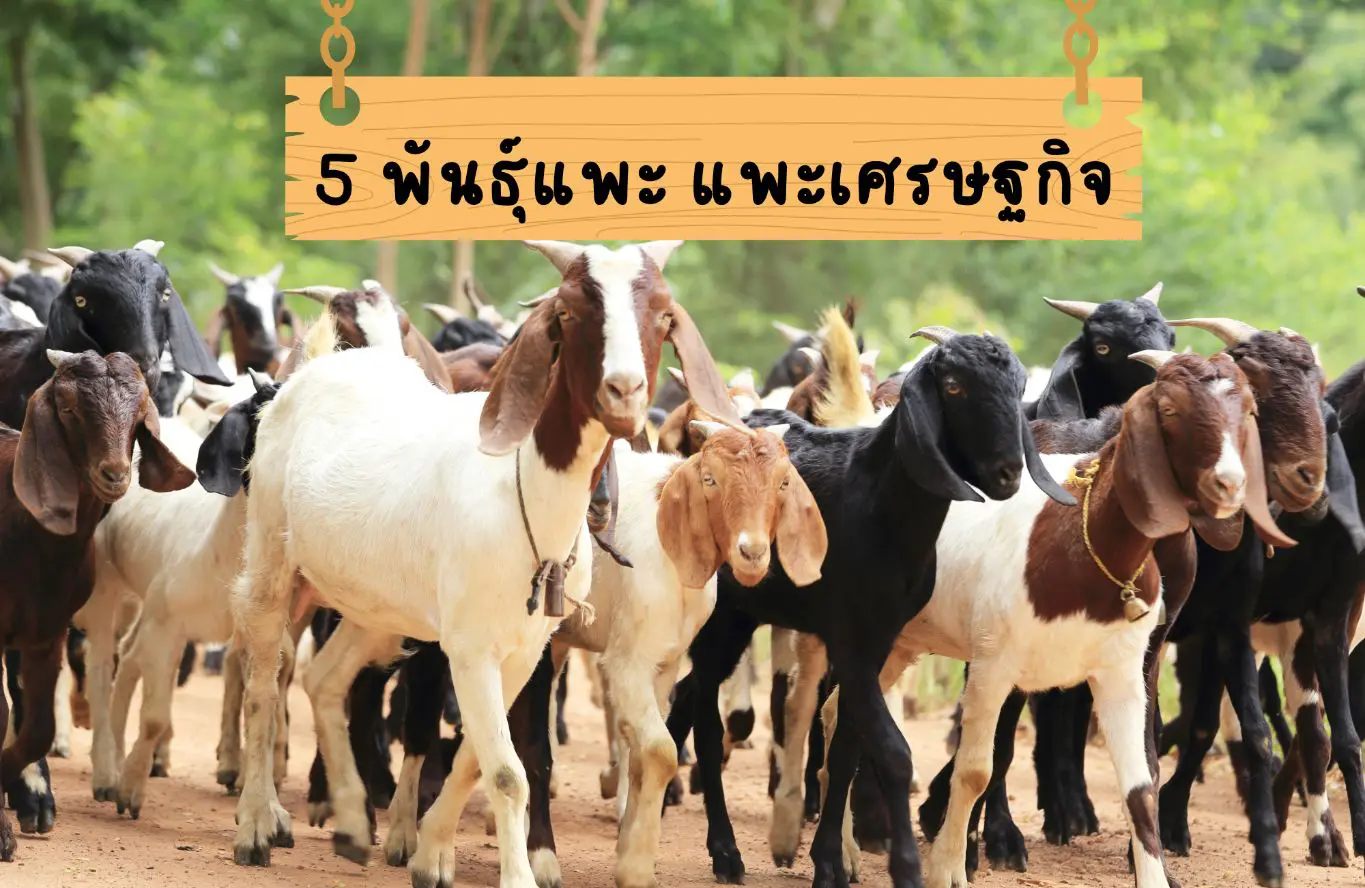 Read more about the article 5 พันธุ์แพะเศรษฐกิจ