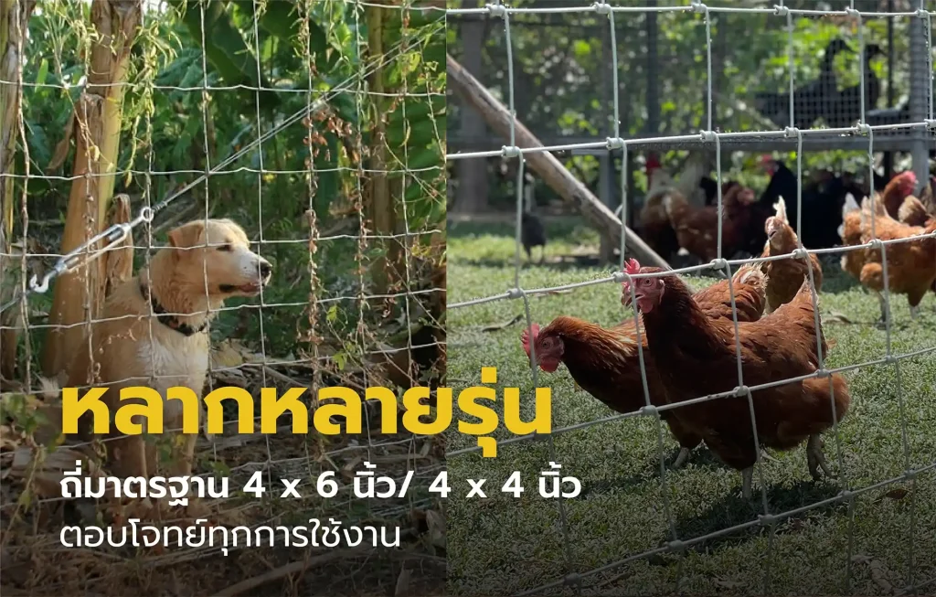 รั้วตาข่ายเทวดา รุ่นช่องถี่ 4*4 นิ้ว หรือ รุ่นช่องถี่ 4*6 นิ้ว รั้วล้อมบ้าน ล้อมสวน ล้อมสัตว์