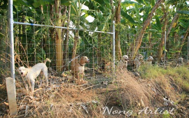 ตัวอย่างที่ 5 การใช้งานรั้วสุนัข