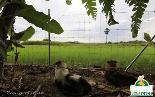 ตัวอย่างที่ 7 การใช้งานรั้วสุนัข